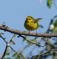 Hooded Warbler, female